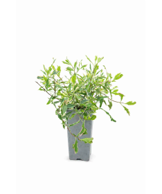 Geißblatt Heckrottii Lonicera heckrottii ‘Variegata’ C2