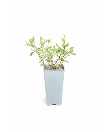 Geißblatt Heckrottii Lonicera heckrottii ‘Variegata’ C2