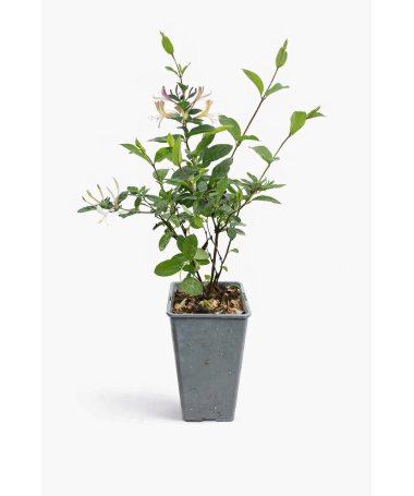 Japanisches Geißblatt Lonicera japonica ‘American Beauty’ C2