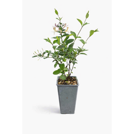 Japanisches Geißblatt Lonicera japonica ‘American Beauty’ C2