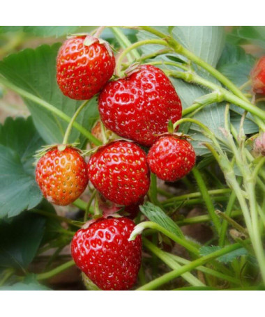 Erdbeere 'Honeoye' Topf, P9