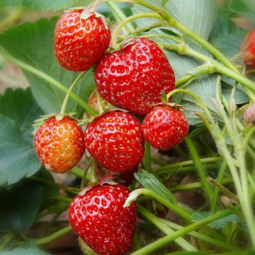 Erdbeere 'Honeoye' Topf, P9