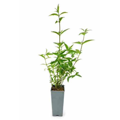 Buddleja ‘Purple Prince’ C2