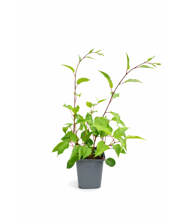 Mini-Kiwi Actinidia arguta ‘Hardy Red’ P9/C1