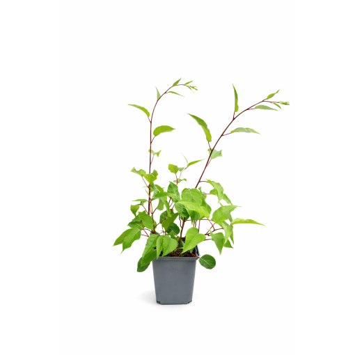 Mini-Kiwi Actinidia arguta ‘Hardy Red’ P9/C1