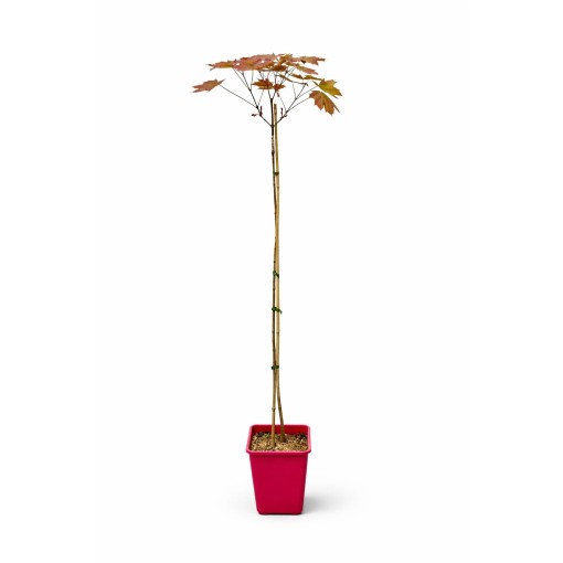 Spitzahorn ‘Royal Red’ C6 (Veredelung auf Unterlage)