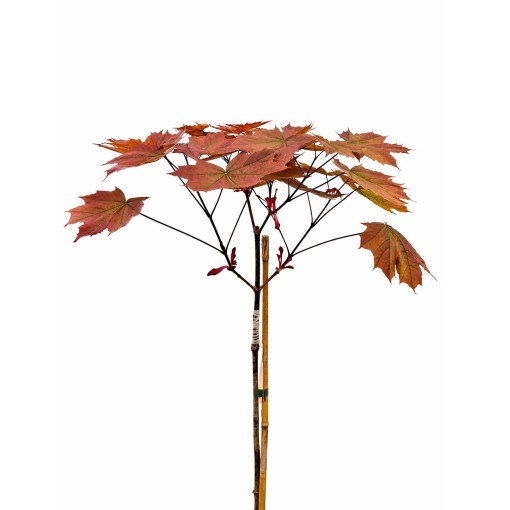 Spitzahorn ‘Royal Red’ C6 (Veredelung auf Unterlage)