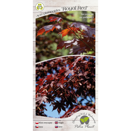 Spitzahorn ‘Royal Red’ C6 (Veredelung auf Unterlage)