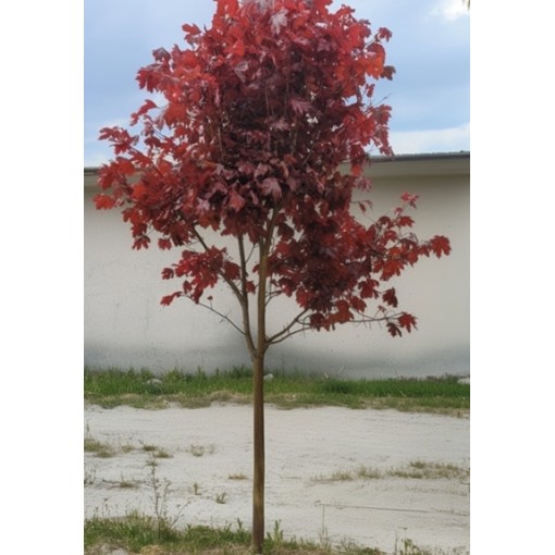 Spitzahorn ‘Royal Red’ C6 (Veredelung auf Unterlage)