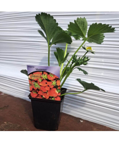 Erdbeere 'Honeoye' Topf, P9