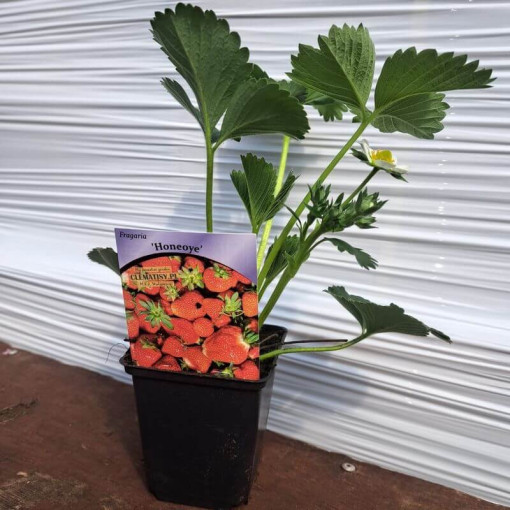 Erdbeere 'Honeoye' Topf, P9