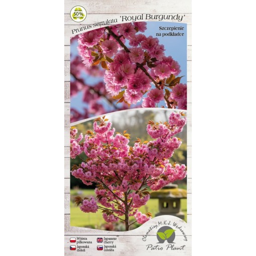 Zierkirsche ‘Royal Burgundy’ C4 (Veredelung auf Unterlage)