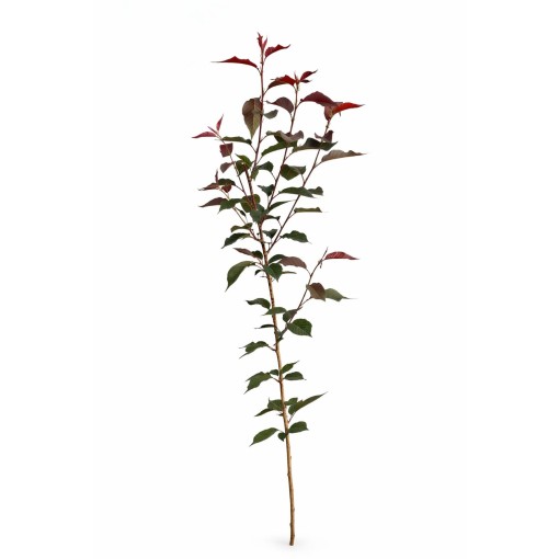 Zierkirsche ‘Royal Burgundy’ C4 (Veredelung auf Unterlage)