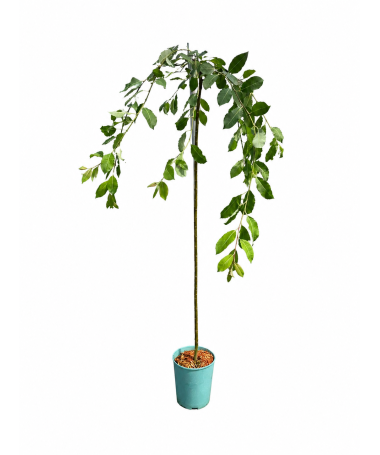 Salweide (veredelte Pflanze) – Container C4