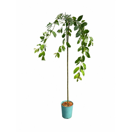 Salweide (veredelte Pflanze) – Container C4
