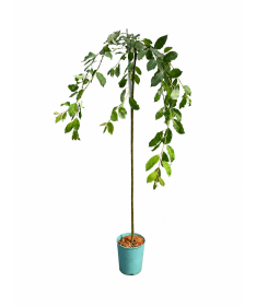Salweide (veredelte Pflanze) – Container C4
