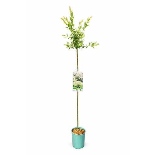 Salweide (veredelte Pflanze) – Container C4