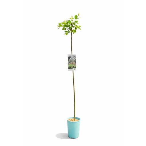 Salweide (veredelte Pflanze) – Container C4