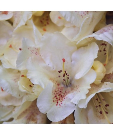 Rhododendron (Azalee) 'Cream Crest' Topf, C4