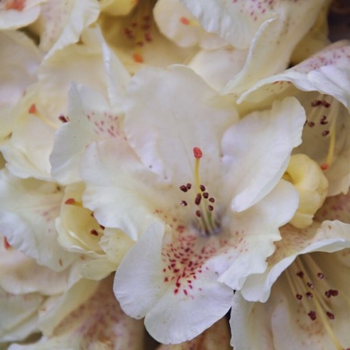 Rhododendron (Azalee) 'Cream Crest' Topf, C4