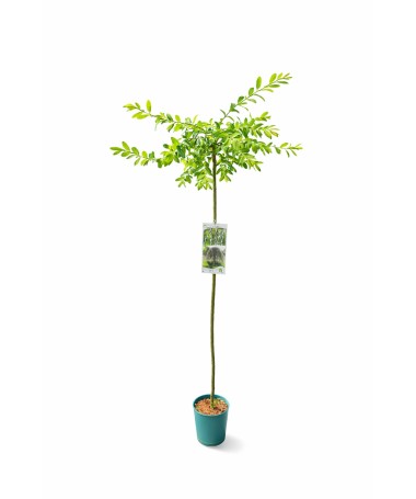Weide ‘Integra’ (veredelte Pflanze) Container C4