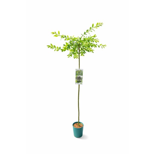 Weide ‘Integra’ (veredelte Pflanze) Container C4