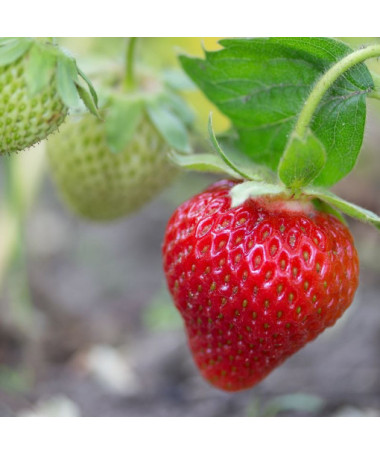 Erdbeere 'Temptation' hängend Topf, P9