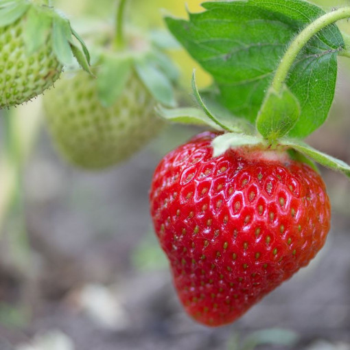 Erdbeere 'Temptation' hängend Topf, P9