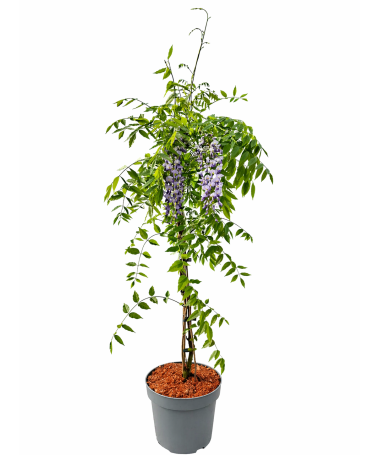 Chinesische Glyzinie BLAU-VIOLETT Topf, 10L