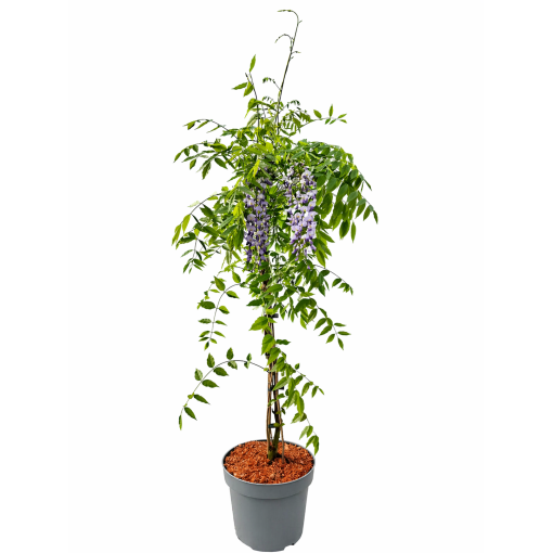 Chinesische Glyzinie BLAU-VIOLETT Topf, 10L