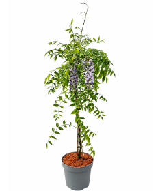 Chinesische Glyzinie BLAU-VIOLETT Topf, 10L