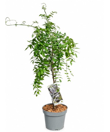 Chinesische Glyzinie BLAU-VIOLETT Topf, 10L