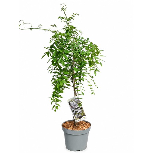 Chinesische Glyzinie BLAU-VIOLETT Topf, 10L