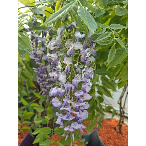 Chinesische Glyzinie BLAU-VIOLETT Topf, 10L