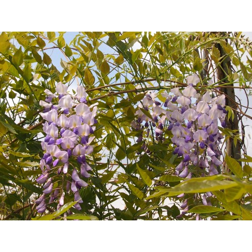 Chinesische Glyzinie BLAU-VIOLETT Topf, 10L