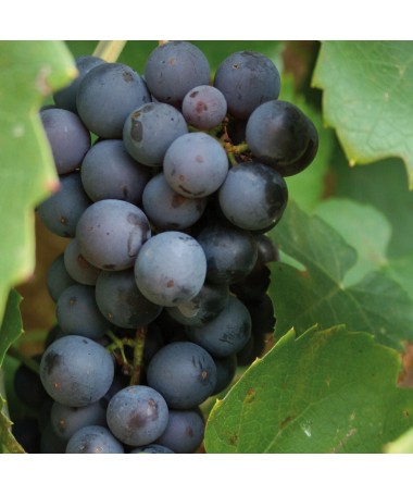 Weinrebe ‘Leon Millot' C1