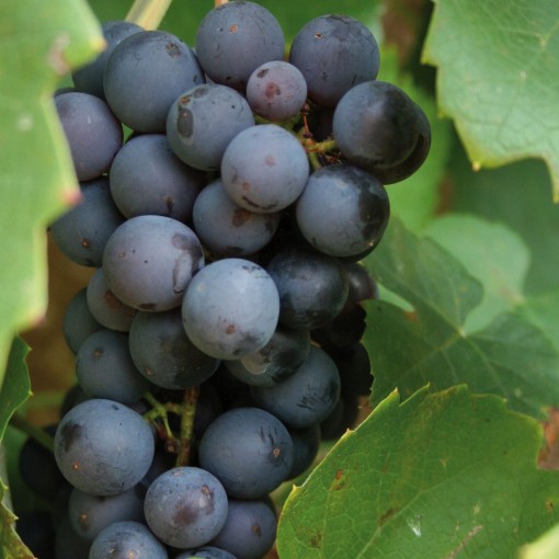 Weinrebe ‘Leon Millot' C1
