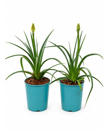 Fackellilie Red Hot Poker C4