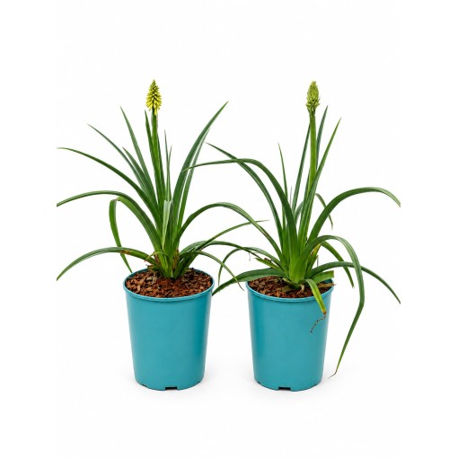 Fackellilie Red Hot Poker C4