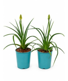 Fackellilie Red Hot Poker C4