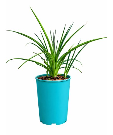 Fackellilie Red Hot Poker C4