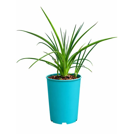Fackellilie Red Hot Poker C4
