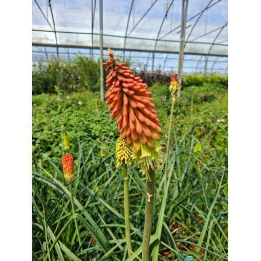 Fackellilie Red Hot Poker C4