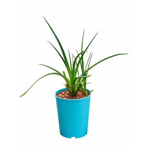 Fackellilie Red Hot Poker C4