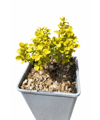 Berberitze 'Goldalita' P9/C1
