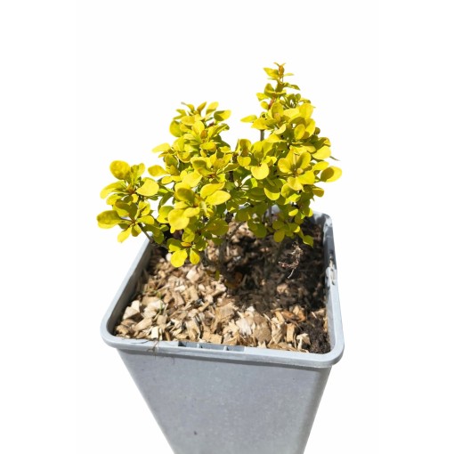 Berberitze 'Goldalita' P9/C1