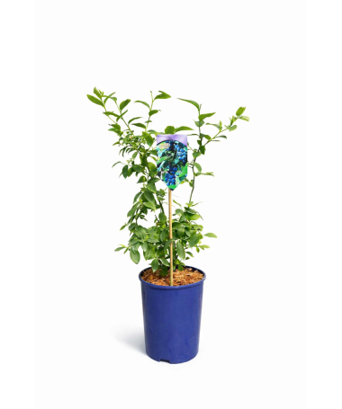 Kulturheidelbeere Eliot 4L
