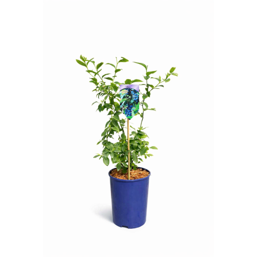 Kulturheidelbeere Eliot 4L