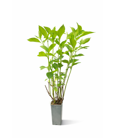 Garten-Hortensie 'Mariesii Perfecta' 4L