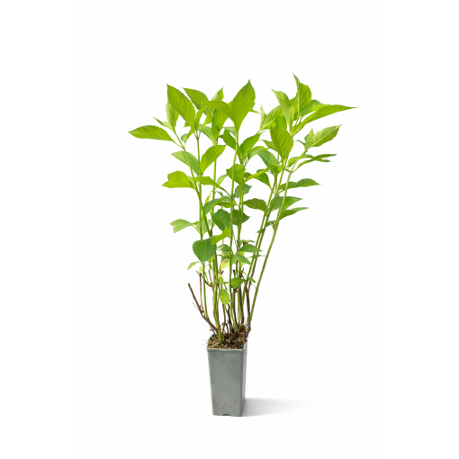 Garten-Hortensie 'Mariesii Perfecta' 4L